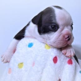 Baby Ophelia - Black and white female Boston Terrier puppy in Kingsport, Tennessee from Sleepwalker Bostons