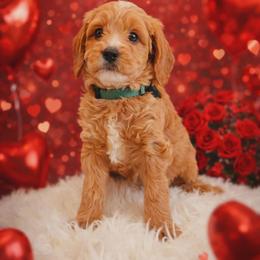 Archimedes - Red  male Goldendoodle puppy in Boise, Idaho from Goldendoodle Baby