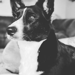 Cardigan Welsh Corgi Puppies from LoneStar Cardigan Welsh Corgis