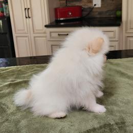Jenga - Cream female Pomeranian puppy in Hillsdale, Michigan from Kathy's K9 Cuties