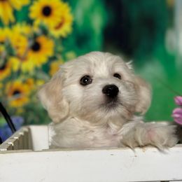 Slager - White male Havanese puppy in Clermont, Florida from Country Sweet Havanese and Creative Coaching