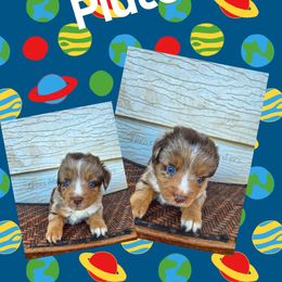 Pluto - Red merle male Miniature Australian Shepherd puppy in Lubbock, Texas from Texas Bluebonnet Herders