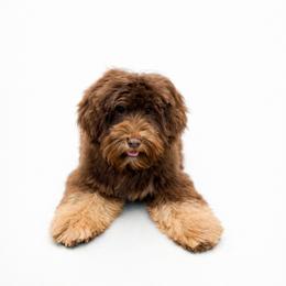 Australian Labradoodle, Cavapoo, Goldendoodle, Golden Mountain Doodle, and Poodle All Grown Up from Dawson's Royal Companions