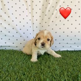 Girl 2 - Buff Cocker Spaniel puppy in Shingle Springs, California from California Spaniels
