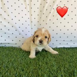 Girl 2 - Buff Cocker Spaniel puppy in Shingle Springs, California from California Spaniels