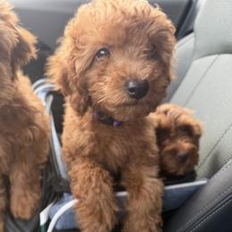 Sydney - Red female Cavapoo puppy in Fort Worth, Texas from Aloha Paradise Poodles LLC