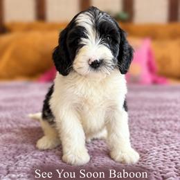 See You Soon Baboon - Tri-color male Bernedoodle puppy in Grove, Oklahoma from Guinn Family Farms