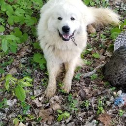Moses - Great Pyrenees