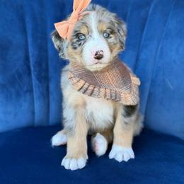 Elsa UNFURNISHED - Blue merle female Bernedoodle puppy in Bellville, Ohio from Bernedoodle Buddies