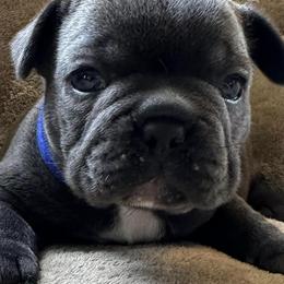 French Bulldogs from Edge of Eden Kennels