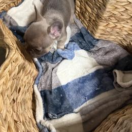 Girl 2 - Blue fawn female French Bulldog puppy in Hartsville, Tennessee from Blueridge Frenchies
