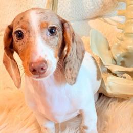 Faye - Dapple female Dachshund puppy in Washburn, Tennessee from Clinch Mountain Dachshunds