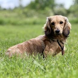 Demi - Dachshund