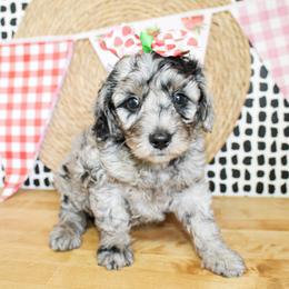 Darla - Merle female Goldendoodle puppy in Antlers, Oklahoma from Rocking H
