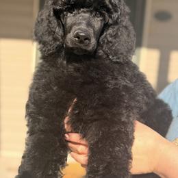 Black Boy - Black male Poodle puppy in Ogden, Utah from Kotu Poodles