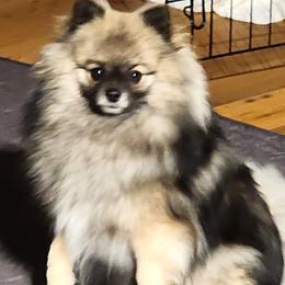 Raina - Pomeranian