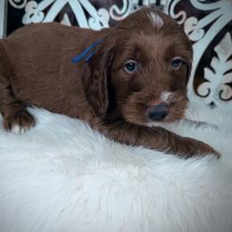 Goldendoodle and Poodle Puppies from Northern Heart Standards