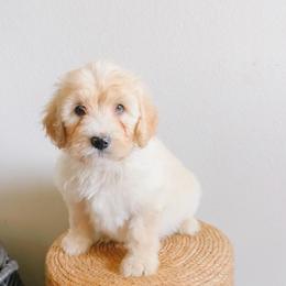 Leo Light Blue - Fawn and white male Sheepadoodle puppy in Republic, Missouri from DOOD & Co