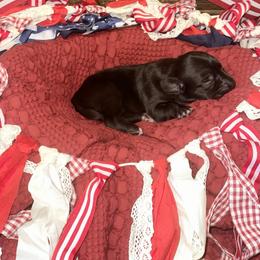 Girl 2 - Black female Catahoula Leopard Dog puppy in Slaton, Texas from M5 Catahoulas