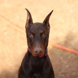 Atlas - Red and rust male Doberman Pinscher puppy in Williamston, Sc, South Carolina from Dutton Dog Co & Dalla Grazia Doberman