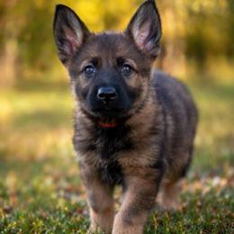 Red Collar - Sable female German Shepherd puppy in Casscoe, Arkansas from Crown H Shepherds