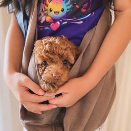 Willie - Apricot male Goldendoodle puppy in Millville, California from Hope Lane Kennels