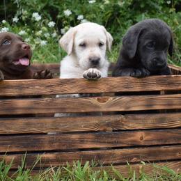Dilute Retrievers from Shadow Grass Labs