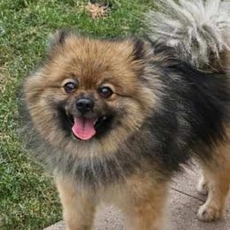 Loki - Pomeranian