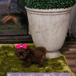 Akc, chocolate, Girl - Chocolate female Shih Tzu puppy in Dexter, Kentucky from Enchanting Shih tzu
