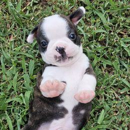 Jupiter - Black brindle and white Boston Terrier puppy in Simpsonville, South Carolina from Simply Boston