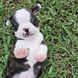 Jupiter - Black brindle and white Boston Terrier puppy in Simpsonville, South Carolina from Simply Boston