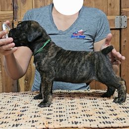 Green Collar - Brindle male Boerboel puppy in Pattison, Texas from Sure Bet Kennels