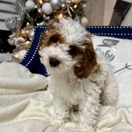 Cockapoo Puppies from Cockapoo