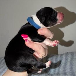 Peep - Black tri-color male Australian Shepherd puppy in Anniston, Alabama from All Hale Aussies