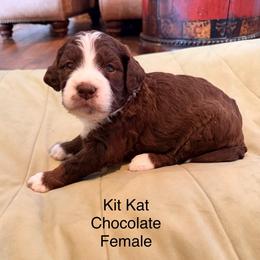 Kit Kat - Brown and white female Bernedoodle puppy in Royse City, Texas from Platinum Bernedoodles of Texas