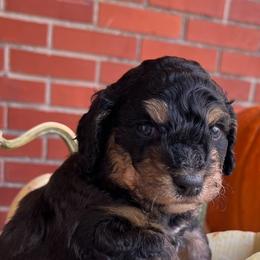 Bernedoodle Puppies from Birdies Mini Bernedoodles