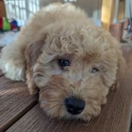 Bernedoodles and Goldendoodles from Quartz Mountain Doodles