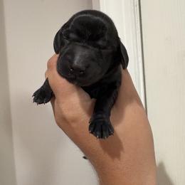 Girl 2 - Black female Dachshund puppy in Columbiana, Alabama from Tonya's Dachshunds