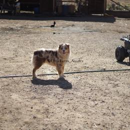 Australian Shepherd Puppies from Oro’z Farm Aussies
