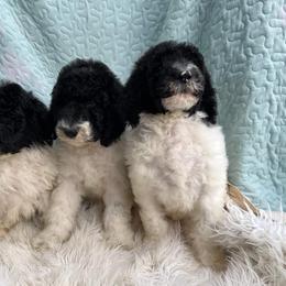 Goldendoodle and Poodle Puppies from Elizabeth Rocha's Doodles