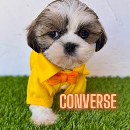 Converse - Brindle and white male Shih Tzu puppy in San Tan Valley, Arizona from My Puppy Tzu