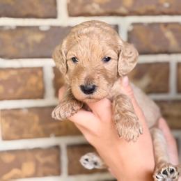 Maeve - Cream female Goldendoodle puppy in Macclenny, Florida from Baker County Goldendoodles