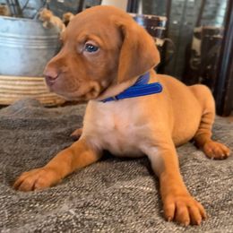 Mr. Blue - Golden rust male Vizsla puppy in Agua Dulce, California from Waterfall Ranch Hungarian Vizslas