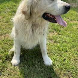 Tig - Golden Retriever