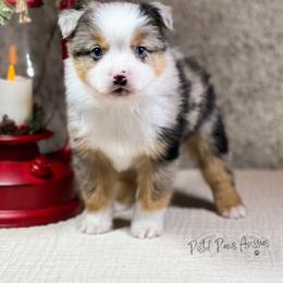 Miniature Australian Shepherd and Toy Australian Shepherd Puppies from Pistol Paws Aussies