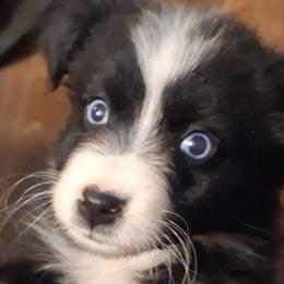 OREO SNOWDRIFT - Black & white female Australian Shepherd puppy in Salem, Arkansas from Patchwork Kennels