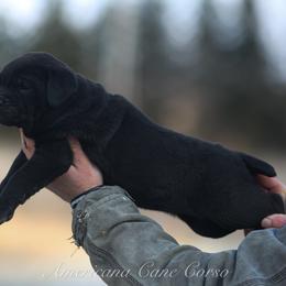 Raven - Black female Cane Corso puppy in Cable, Ohio from Americana Cane Corso