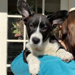 ZZ Top - Black and white male Cardigan Welsh Corgi puppy in Brookings, Oregon from Dragonfly Cardigans