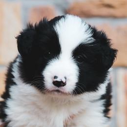 Snickers - Black male Border Collie puppy in Dallas, Texas from Effervescent Border Collies