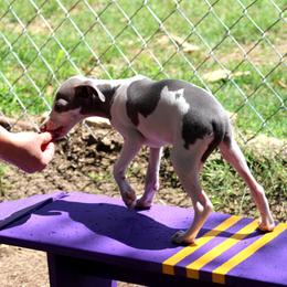 Boston Terrier and Italian Greyhound Puppies from 4Ever Boston Terriers & Italian Greyhounds